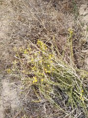 Tetradymia spinosa