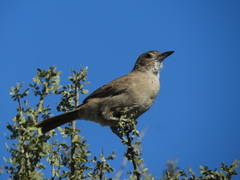 Pseudoseisura gutturalis