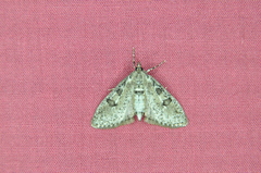 Palpita aenescentalis