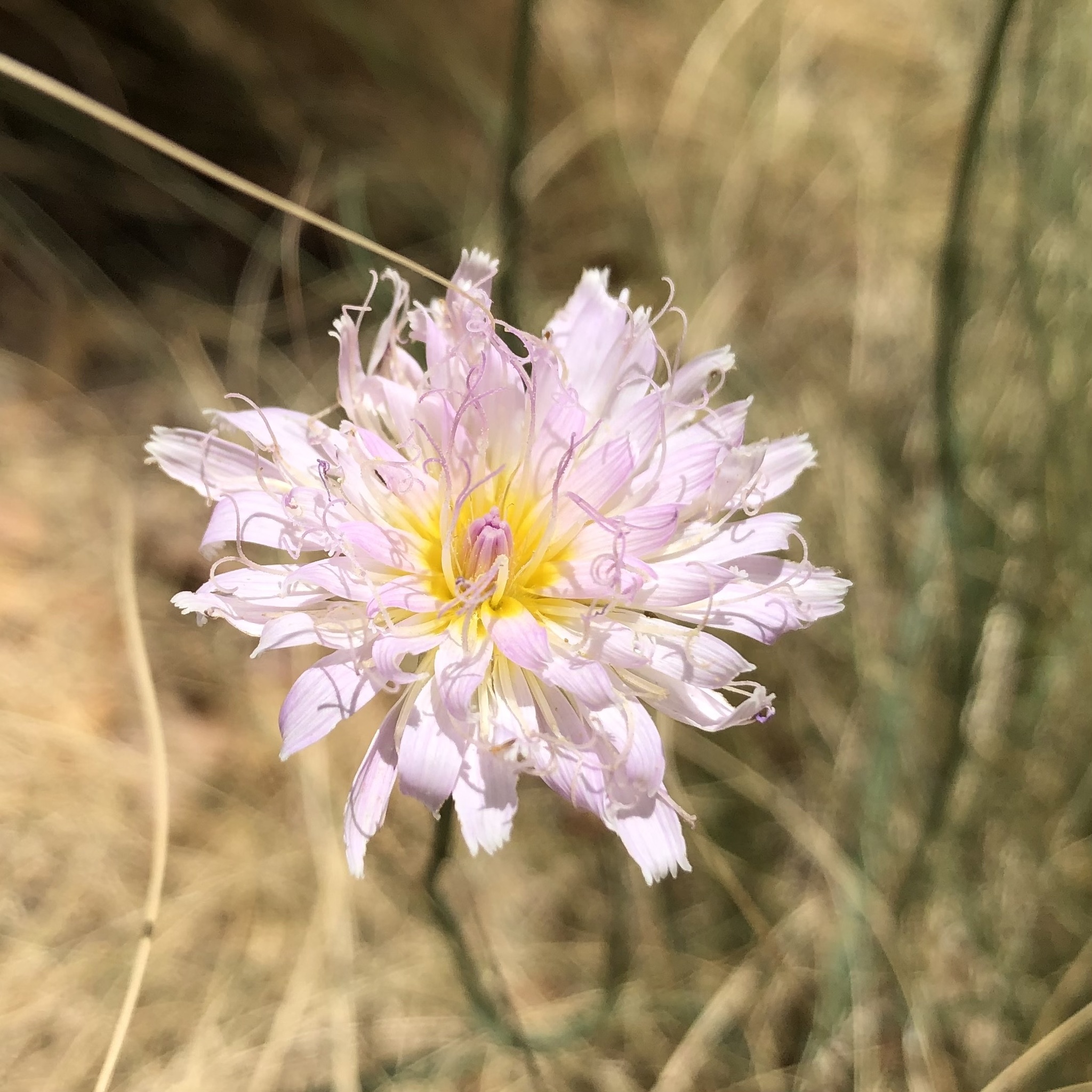 Pinaropappus roseus
