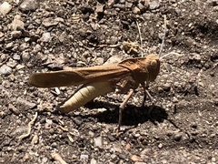 Tomonotus ferruginosus