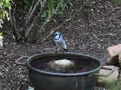Cyanocitta cristata image