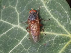 Brachyopa maculipennis