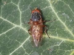 Brachyopa maculipennis