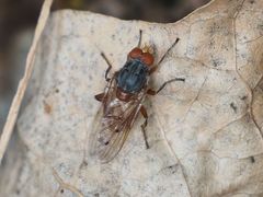 Brachyopa maculipennis