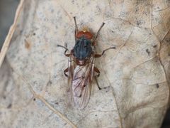 Brachyopa maculipennis