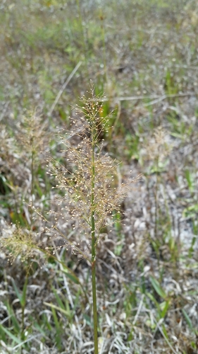 Image of Dichanthelium erectifolium by (c) Jay Horn, some rights reserved (CC BY)