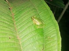 Pristimantis omeviridis