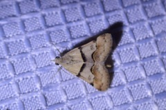 Hemeroplanis incusalis