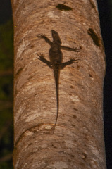 Varanus rudicollis