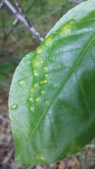 Eriophyes emarginatae