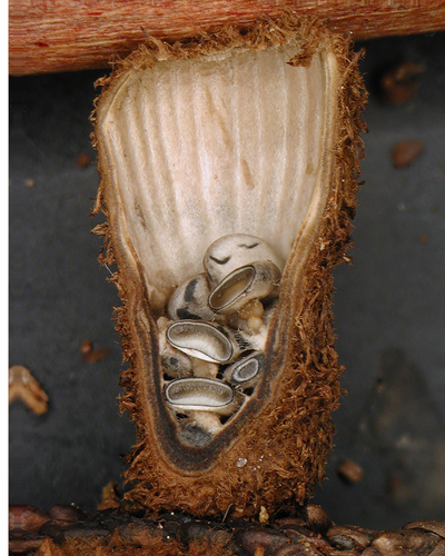 fluted bird's nest fungus
