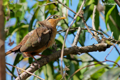 Morococcyx erythropygus