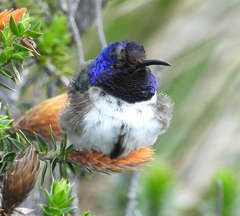 Oreotrochilus chimborazo