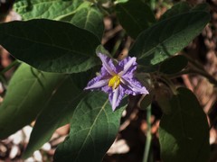 Solanum hapalum