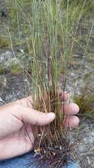 Media resource of Scleria georgiana