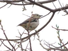 Agropsar philippensis