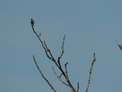 Passer cinnamomeus rutilans