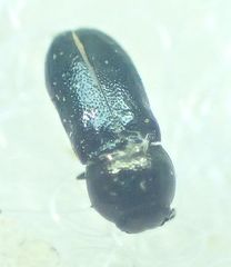 Mastogenius subcyaneus