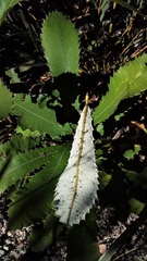 Banksia penicillata