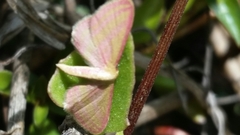 Leptostales laevitaria