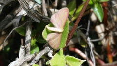 Leptostales laevitaria