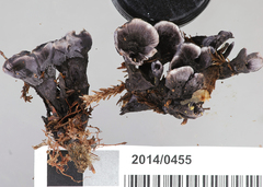 Phellodon sinclairii