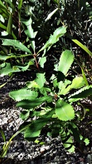 Banksia penicillata