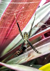 Argiope catenulata