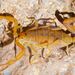 Baja California Bark Scorpion - Photo (c) Josh More, some rights reserved (CC BY-NC-ND)