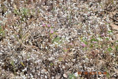 Psilocarphus brevissimus