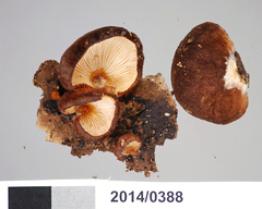 Crepidotus fuscovelutinus