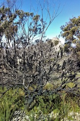 Banksia penicillata