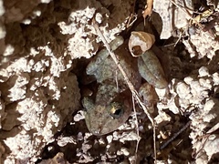 Craugastor yucatanensis