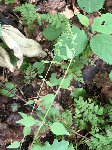 Heartleaf nettle (Urtica chamaedryoides)