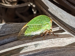 Tortistilus albidosparsa