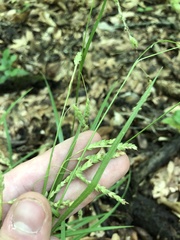 Carex oxylepis pubescens