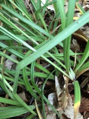 Carex oxylepis pubescens