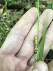 Carex oxylepis pubescens