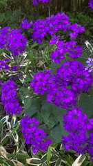 Pericallis × hybrida