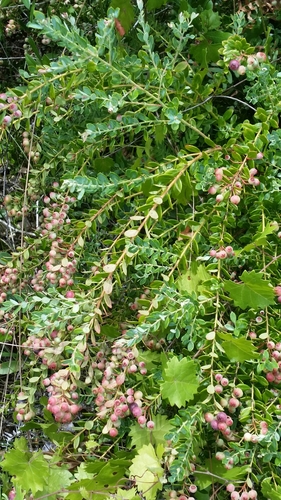 Vaccinium darrowii image