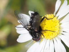 Rhinomorinia sarcophagina
