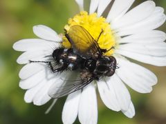Rhinomorinia sarcophagina