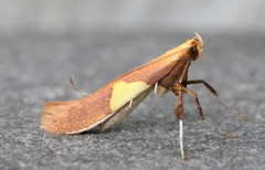 Caloptilia packardella