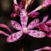 Blotched Hyacinth-Orchid - Photo (c) Reiner Richter, some rights reserved (CC BY-NC-SA), uploaded by Reiner Richter