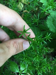 Galium concinnum
