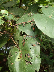 Dysdercus decussatus