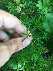Galium concinnum