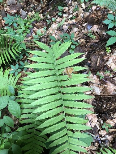 Roughhairy maiden fern (Christella hispidula)