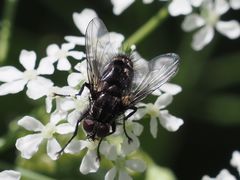 Rhinomorinia sarcophagina